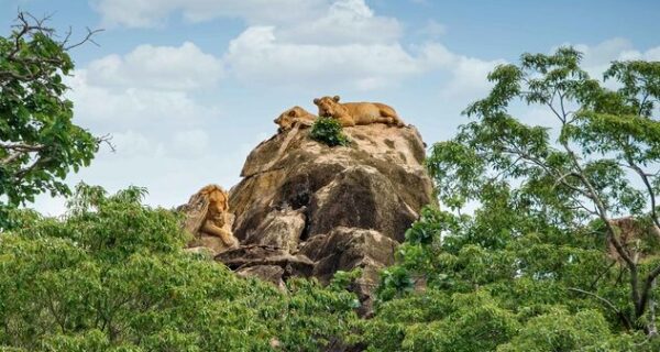 Where to see lions in Kidepo