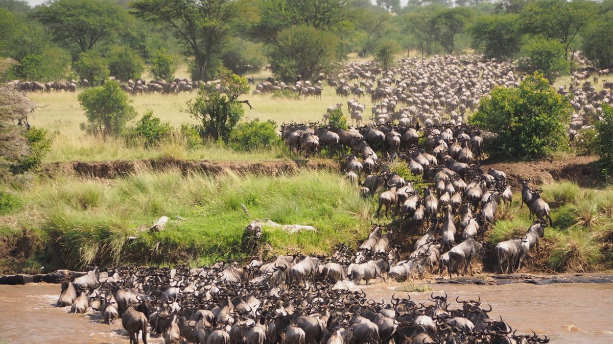 Big game wildlife safari in Kenya