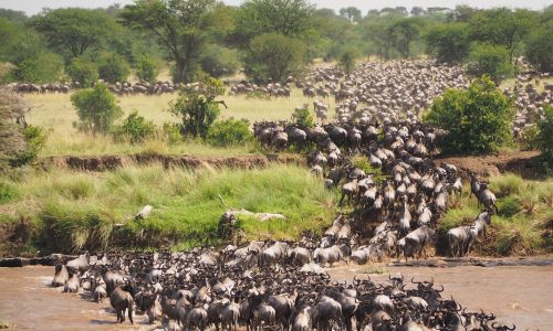 Big game wildlife safari in Kenya
