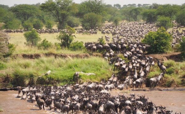 12 Days Tanzania Wildlife Safari Holiday