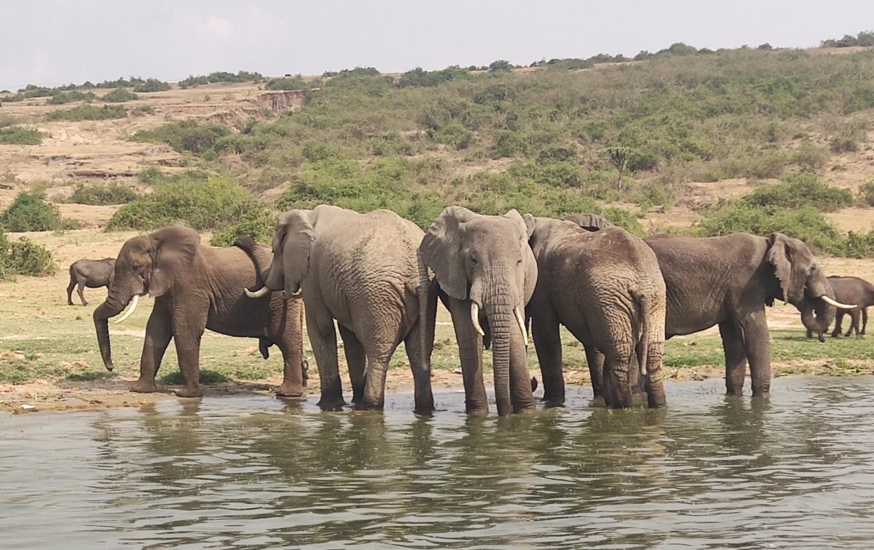 Tanzania Uganda Wildlife Safari Tour