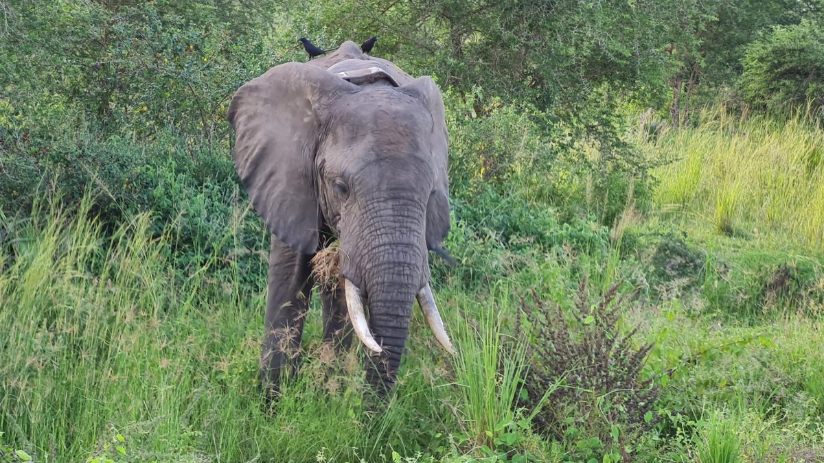 Uganda wildlife adventure safari