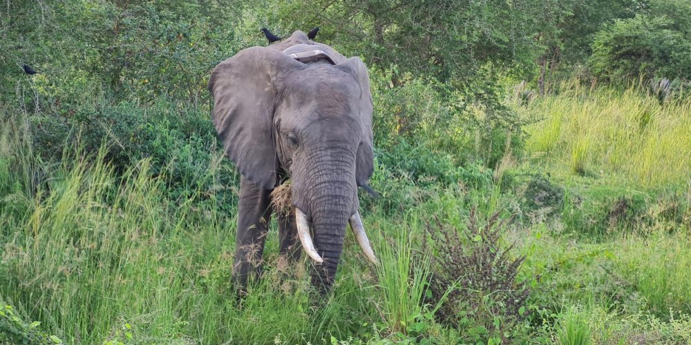 Uganda wildlife adventure safari