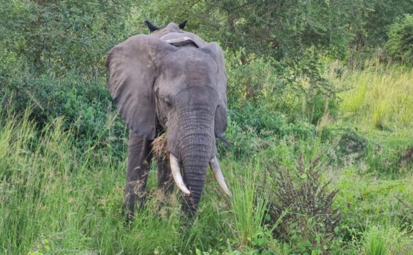 Uganda wildlife adventure safari