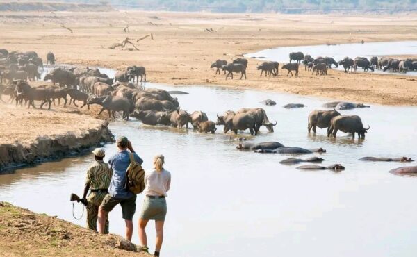 Long Kenya Safari Trips
