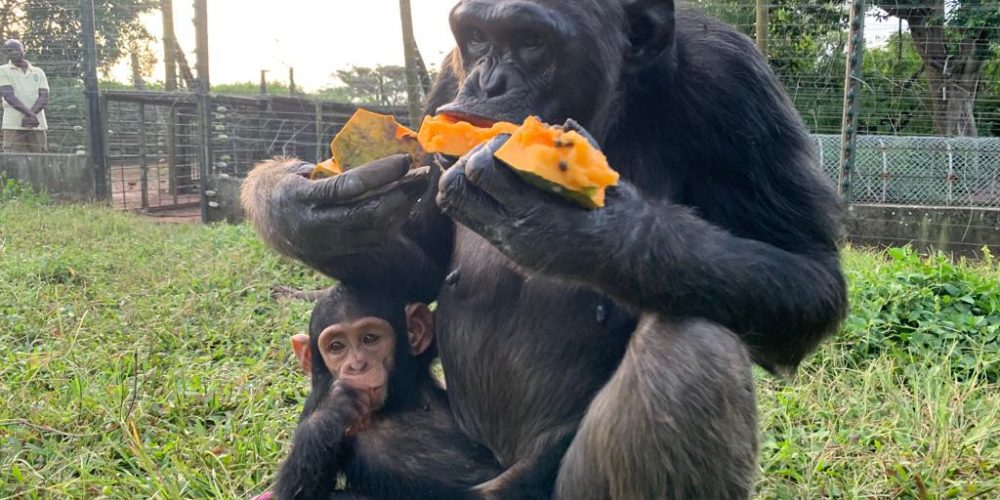 Chimpanzee Trekking Safari in Uganda