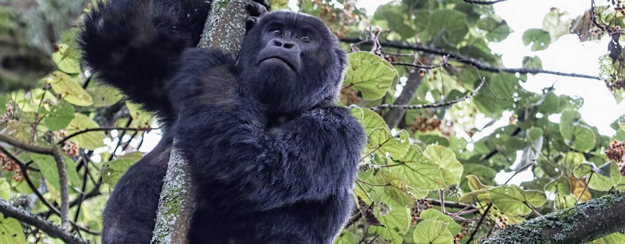 Double Gorilla Trekking in Uganda