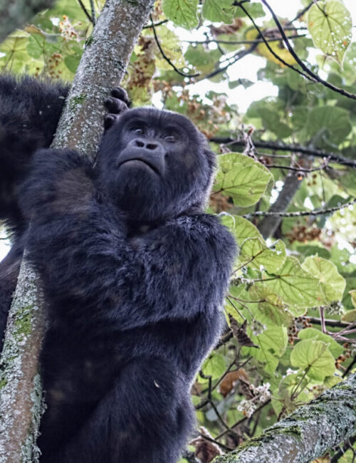 Double Gorilla Trekking in Uganda