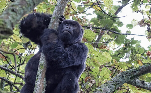 Double Gorilla Trekking in Uganda