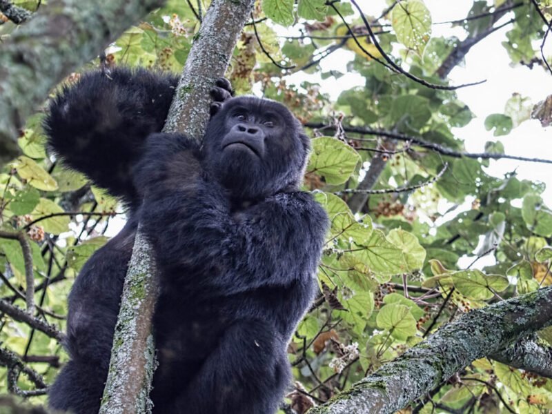 Gorilla Trekking in Uganda