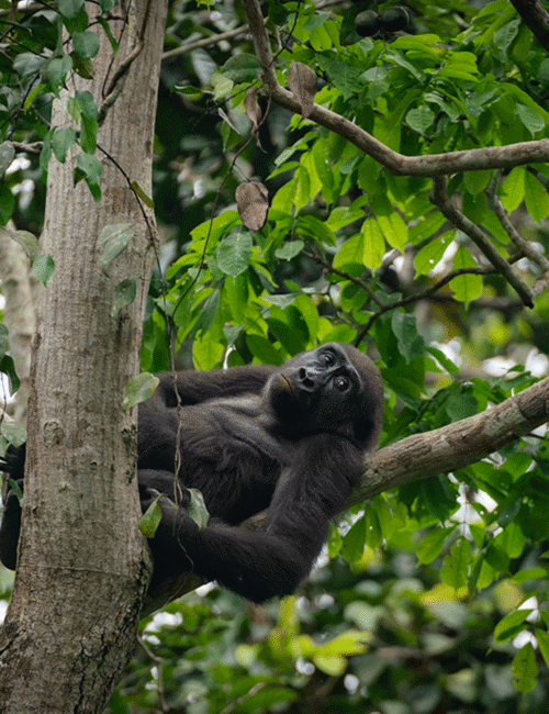 Kenya Uganda Wildlife Safari