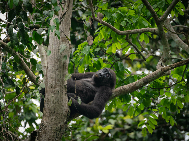 Kenya Uganda Wildlife Safari