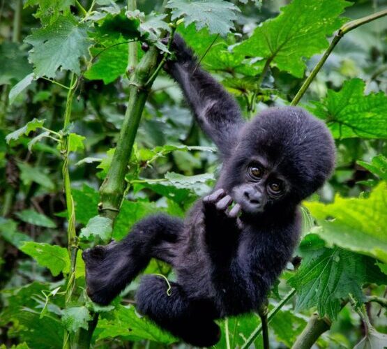 12 Days Jungle Safari Uganda