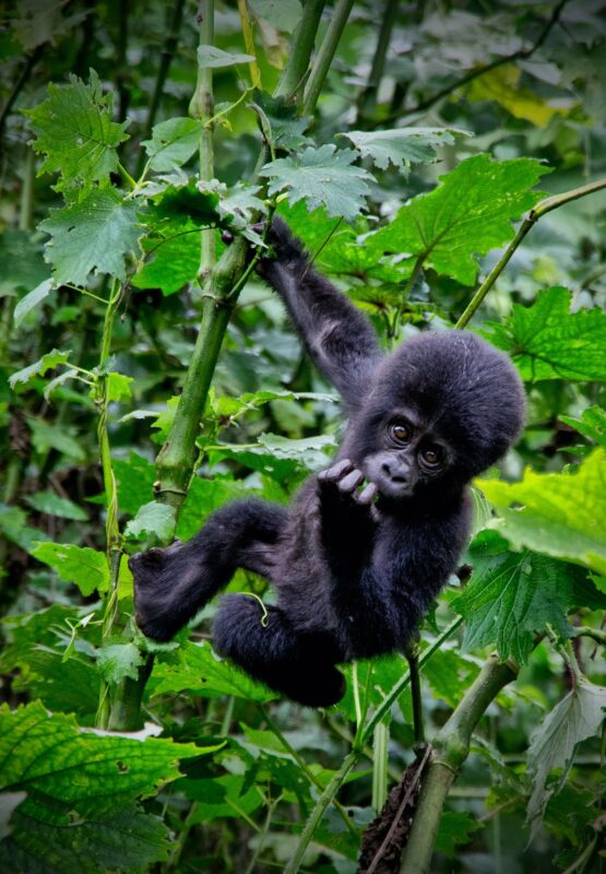 Double Gorilla Trekking Uganda