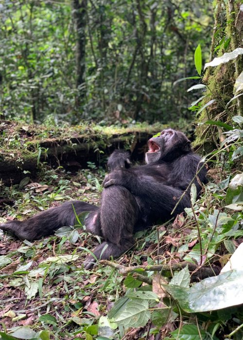 Chimpanzee Tracking Safari in Uganda