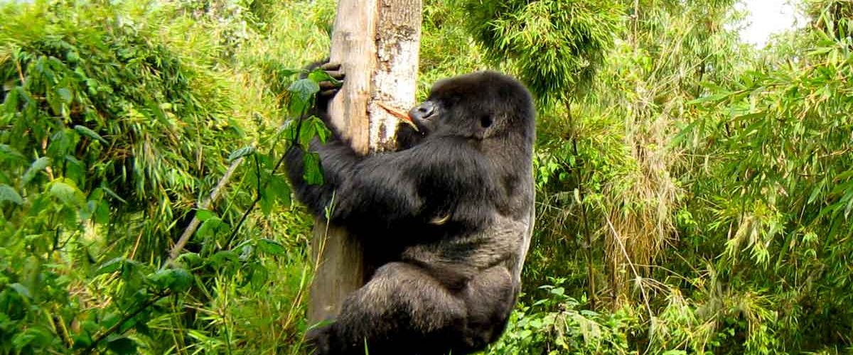 Gorilla Permits for 2023 - 2024