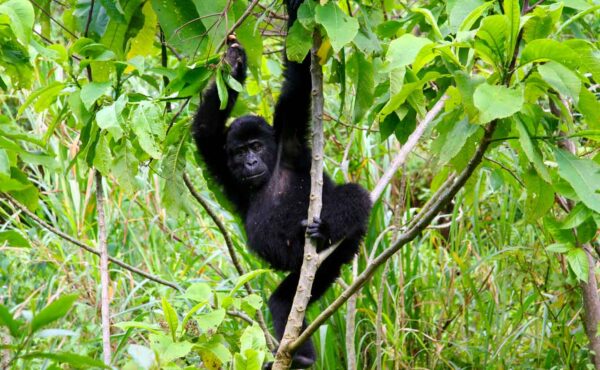 Frequently Asked Questions About Uganda Safaris