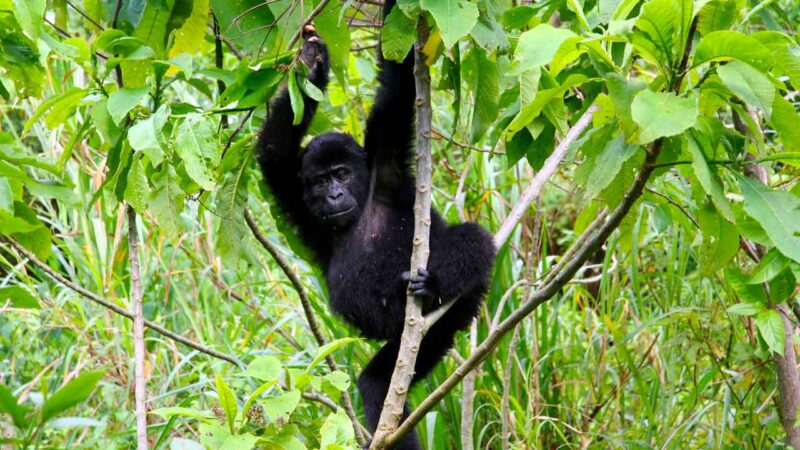 Frequently Asked Questions About Uganda Safaris