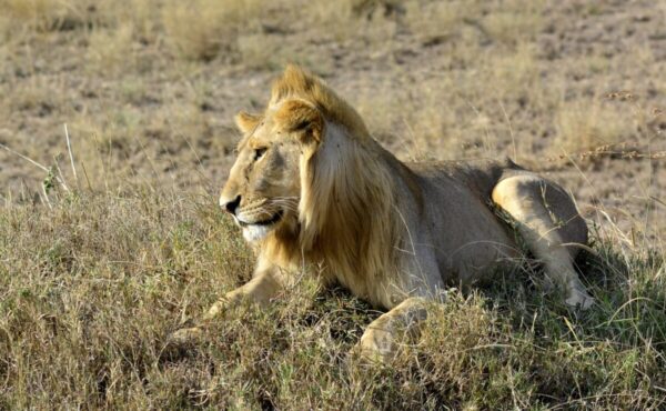 The Big 5 animals in Kenya Destinations