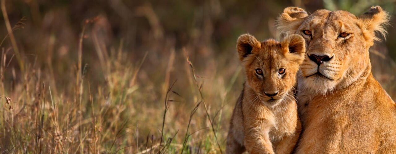 Private Multi-Country Safaris