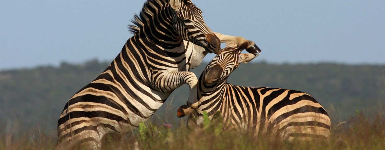 Lake Mburo National Park