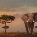 Why are Kenya safaris Expensive
