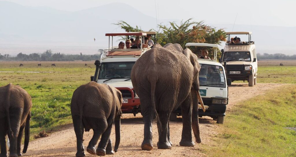 Game drive safaris in Uganda