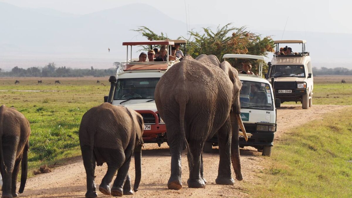 Game drive safaris in Uganda