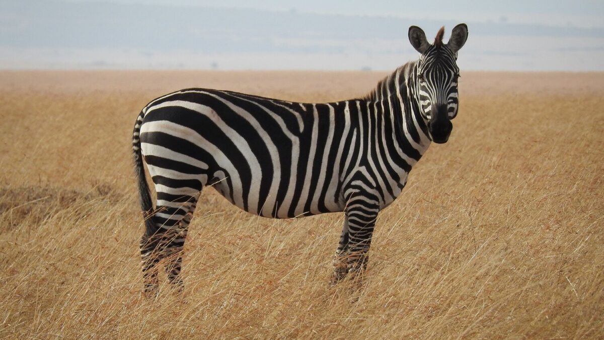 3 Days Kenya Wildlife Safari