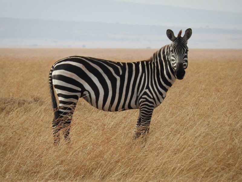 3 Days Kenya Wildlife Safari