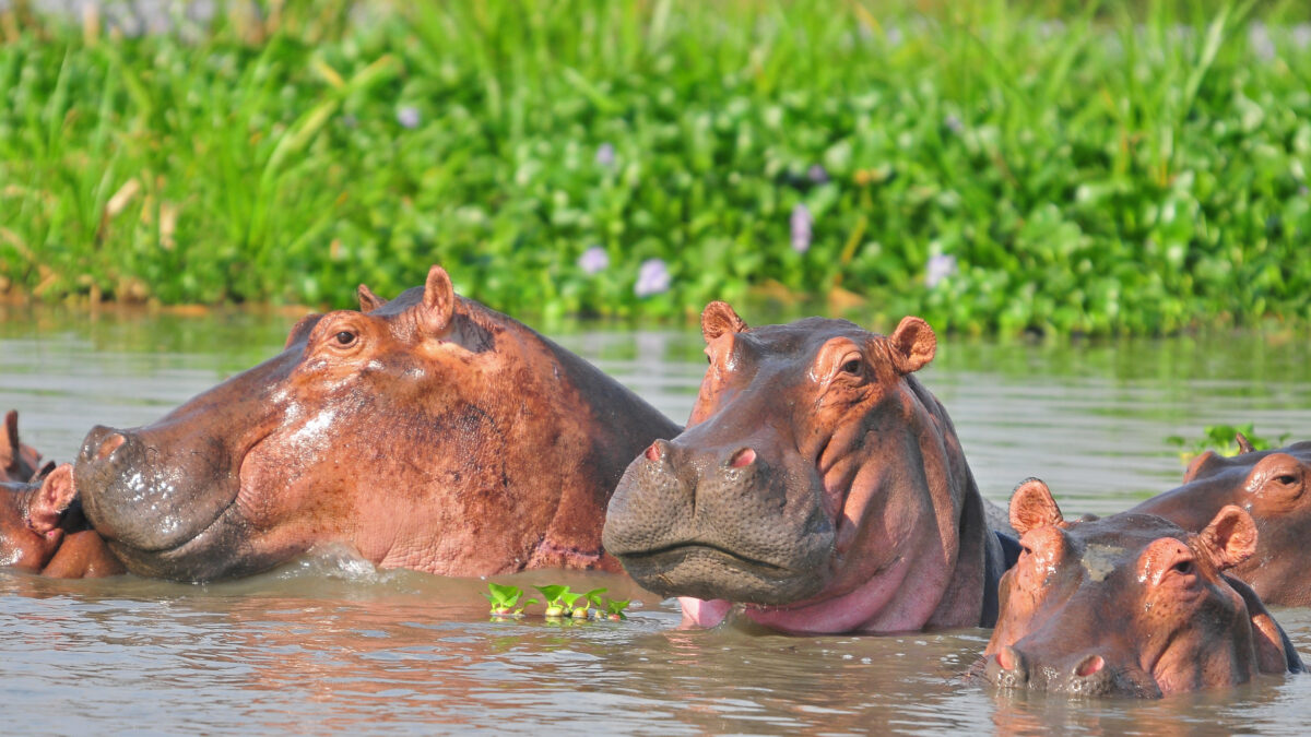 14 Days Uganda wildlife Safari