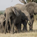 Is Uganda or Kenya better for safari?
