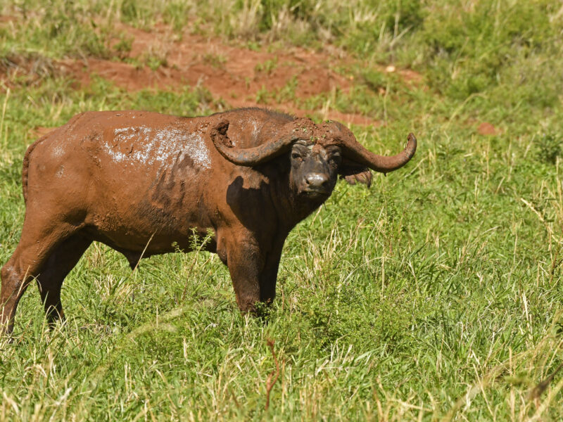 5 Days Uganda Wildlife Safari