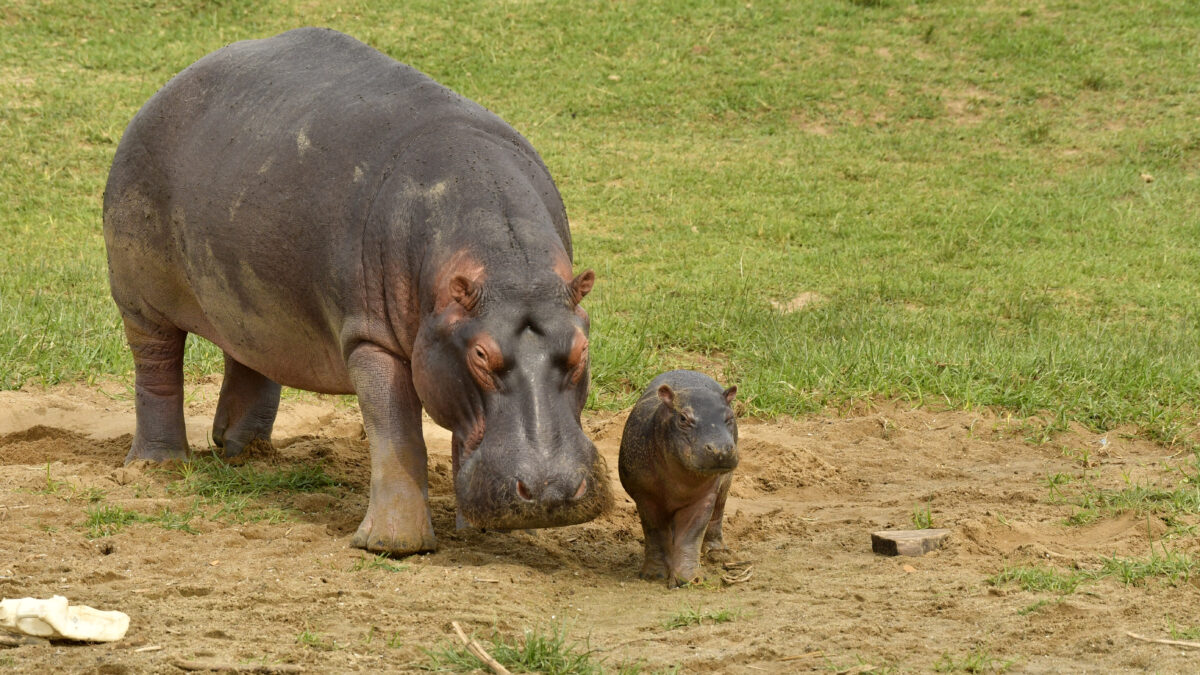 Uganda as a unique destination