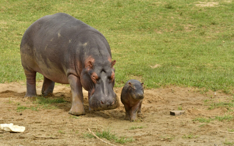 Uganda as a unique destination