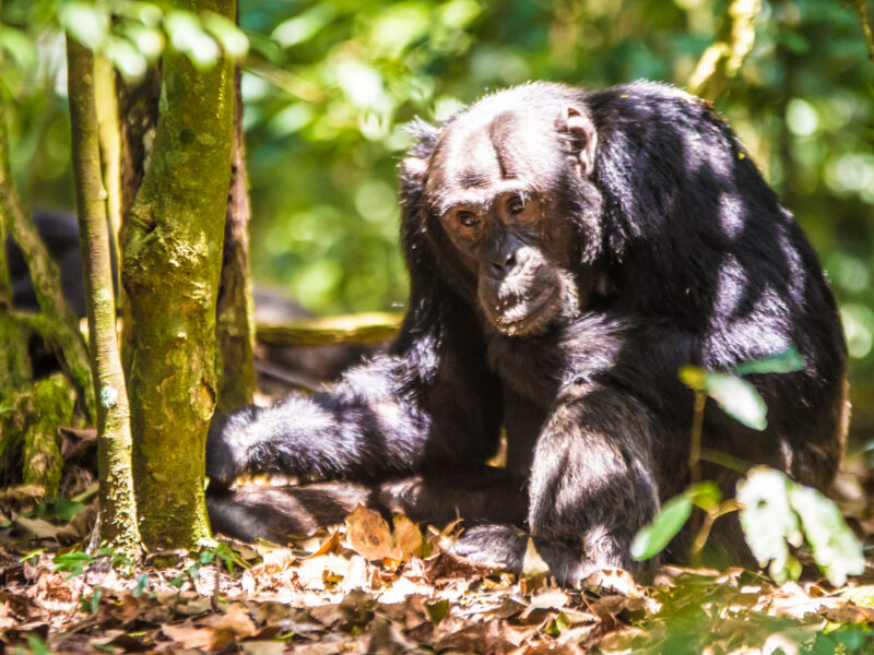 Chimpanzee Trekking Tour in Rwanda