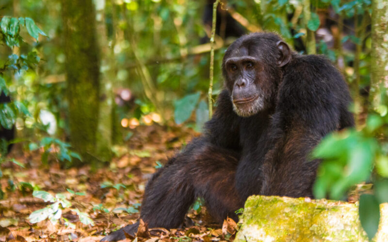 Chimpanzee Trekking Tour in Rwanda