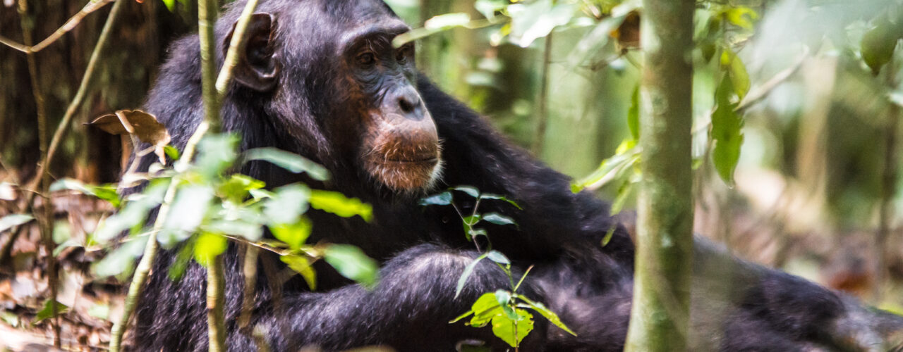 Chimpanzee trekking in Tanzania