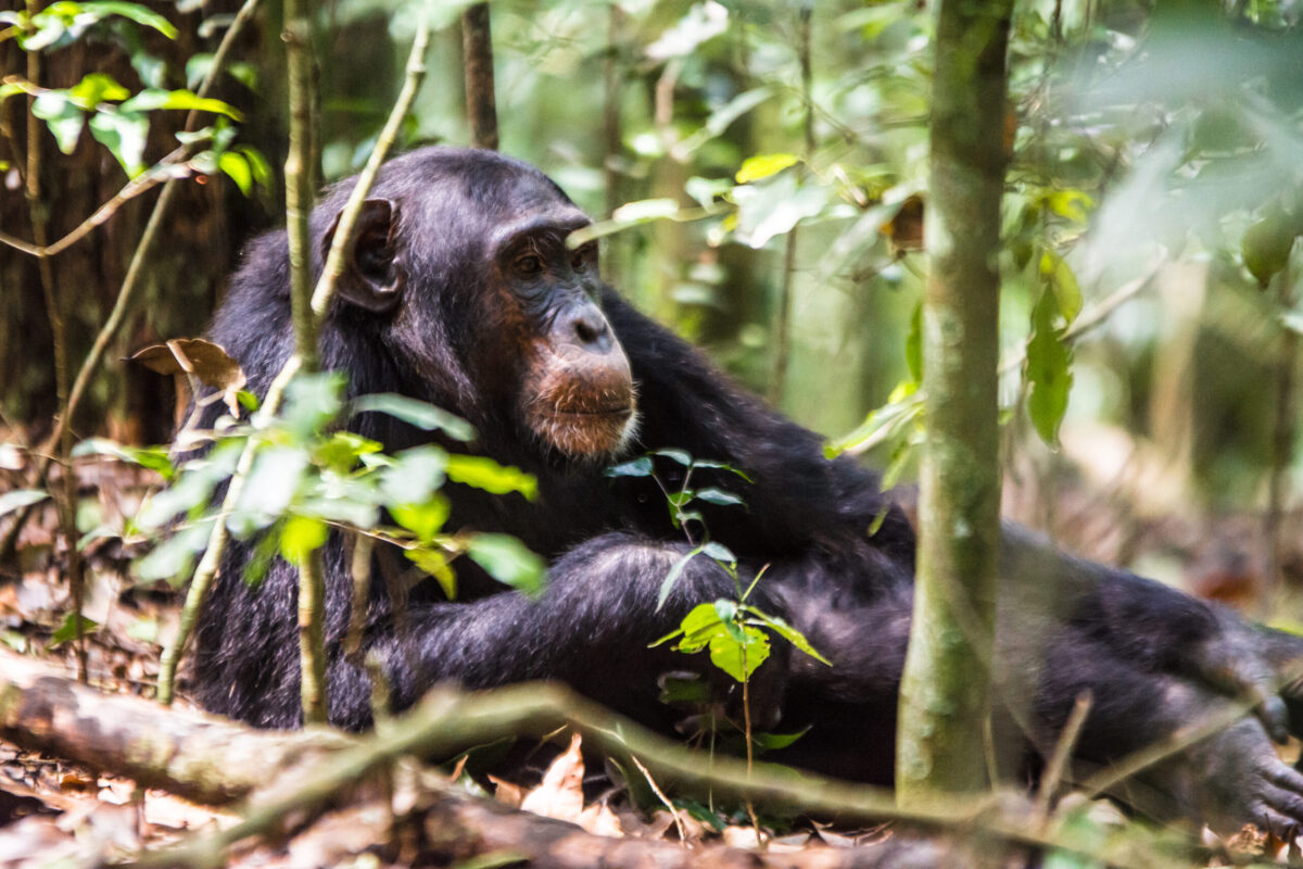 3 Days Rwanda Primates Tour 
