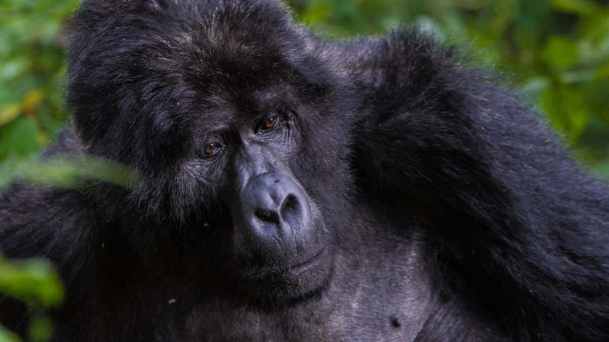 14 Days Best Rwanda Safari