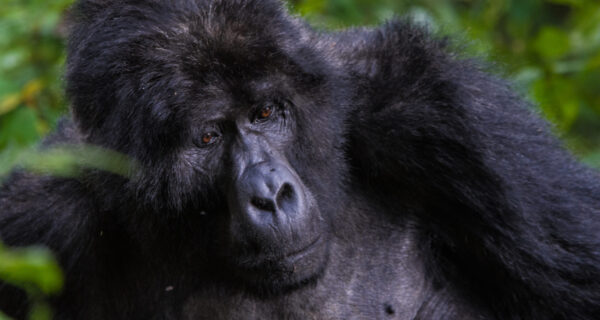 Gorilla Trekking Safari in Uganda & Rwanda
