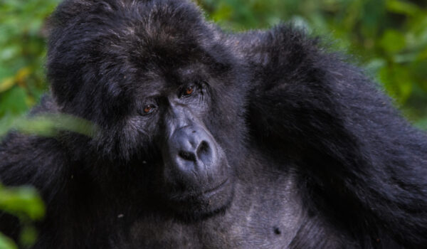Gorilla Trekking Safari in Uganda & Rwanda