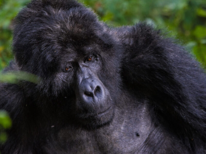 14 Days Best Rwanda Safari