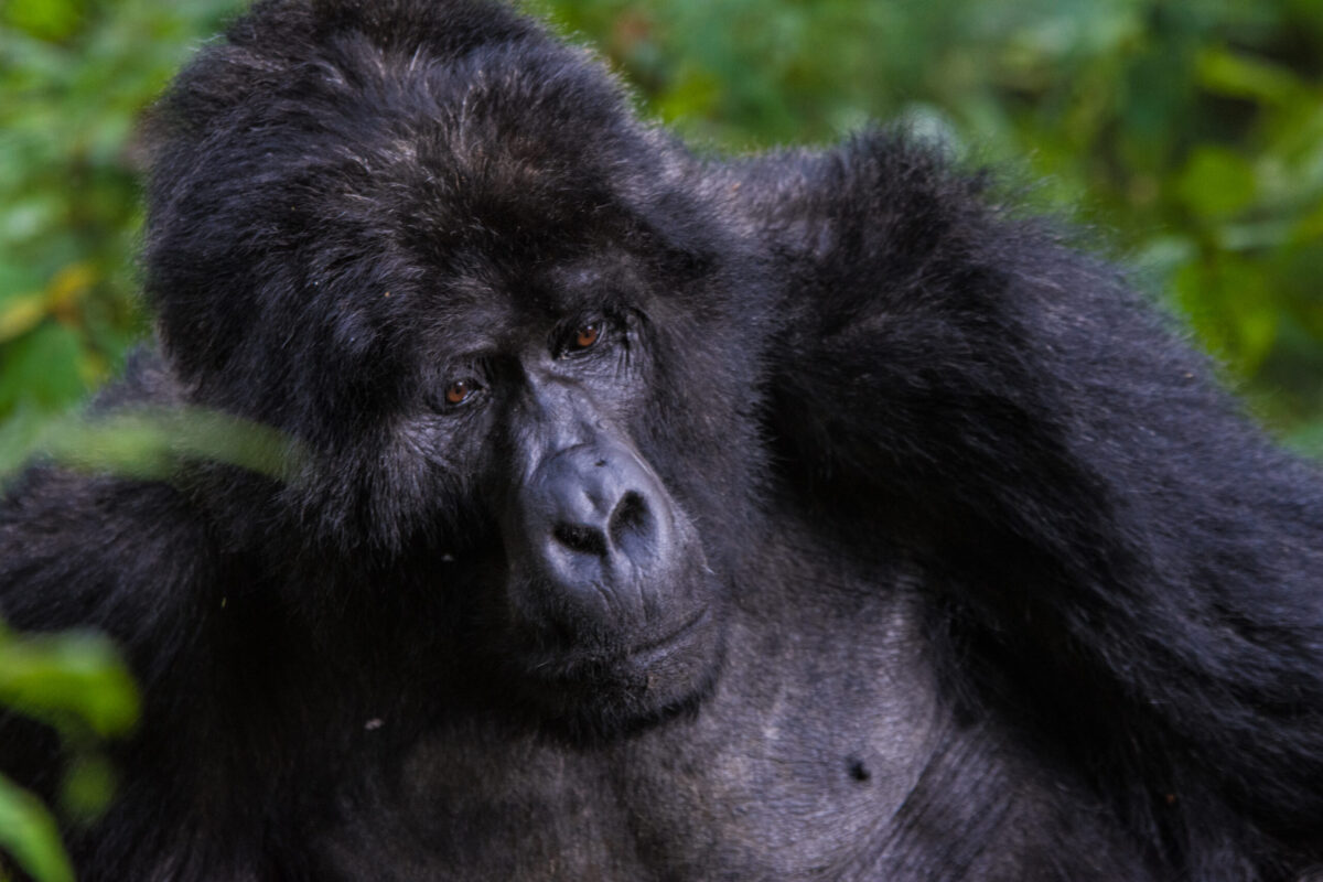 double gorilla trekking in Uganda
