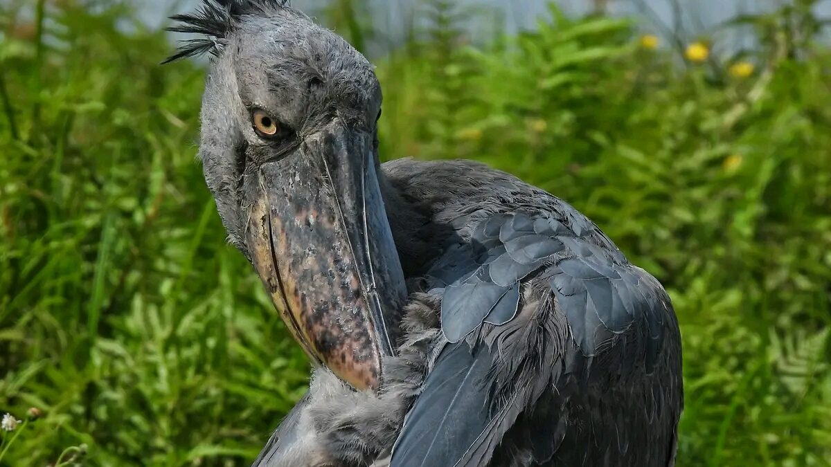 30 Days Birding in Uganda Safari Highlights