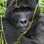 10 Days Best Rwanda Safari