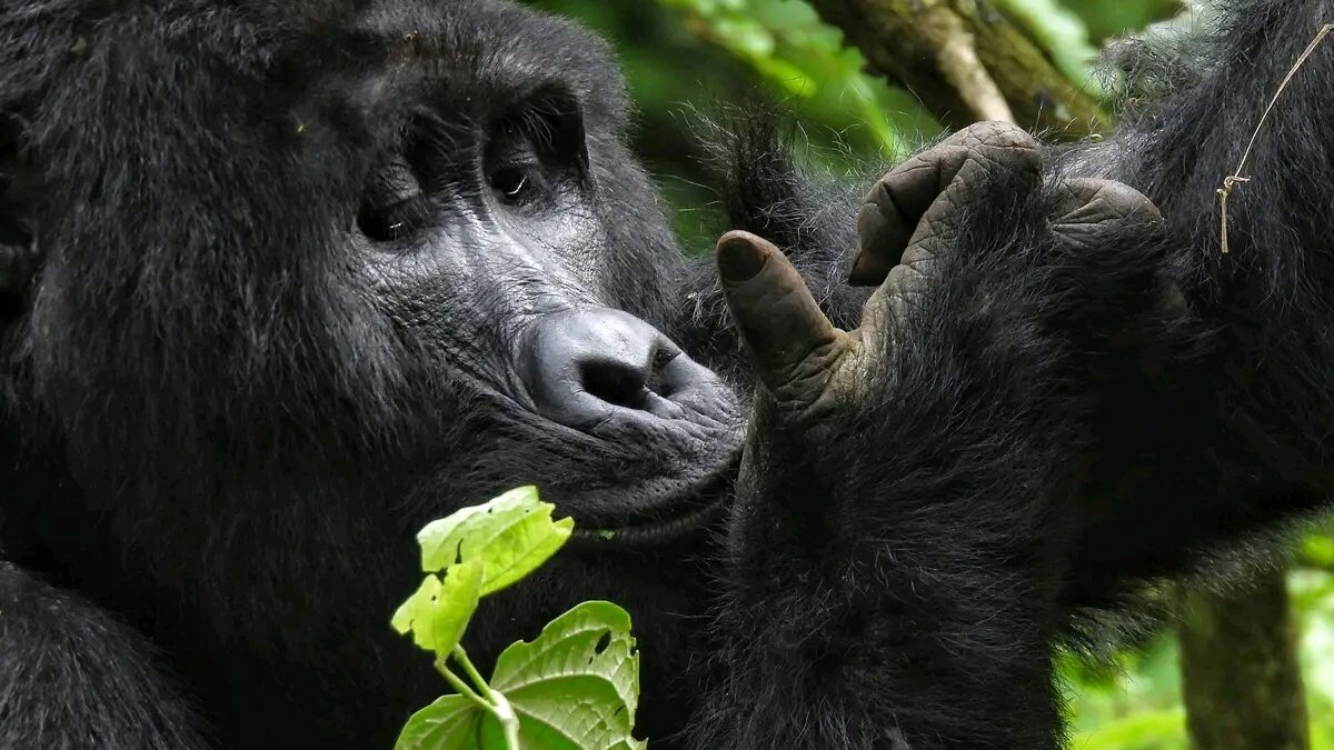 http://acaciasafari.co.ug/3-days-gorilla-trekking-tour-rwanda/