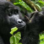 7 Days Bwindi Gorillas and Masai Mara Safar