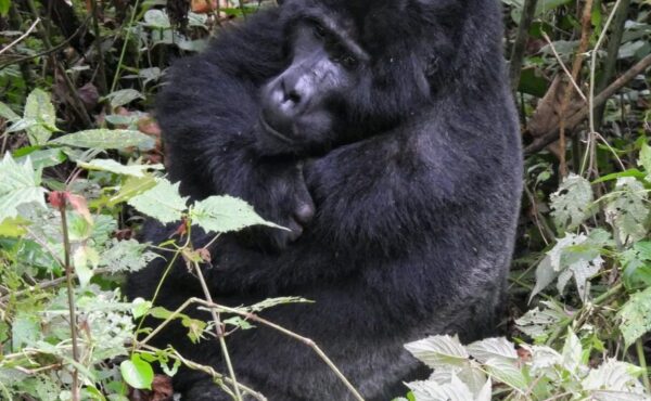 7 Days Kenya & Rwanda Mountain Gorillas Safari