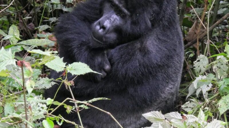 7 Days Kenya & Rwanda Mountain Gorillas Safari